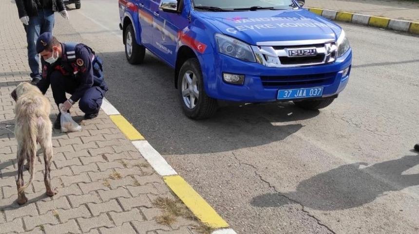 Jandarma ekipleri 12 sokak köpeğini aşıladı