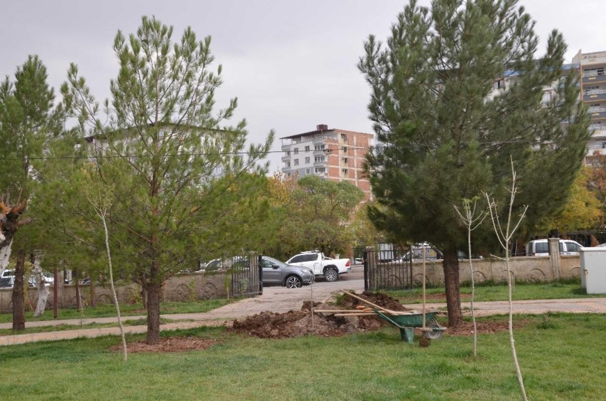 Ilısu Barajı altında kalan ağa&ccedil;lar Kurtalan&rsquo;da hayat bulacak