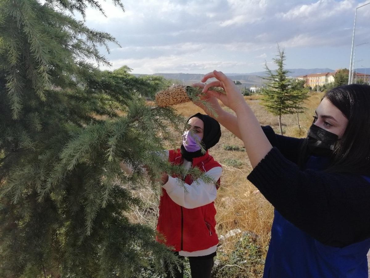 Amasyalı gen&ccedil;ler ağa&ccedil; dallarına kuş yemi astı