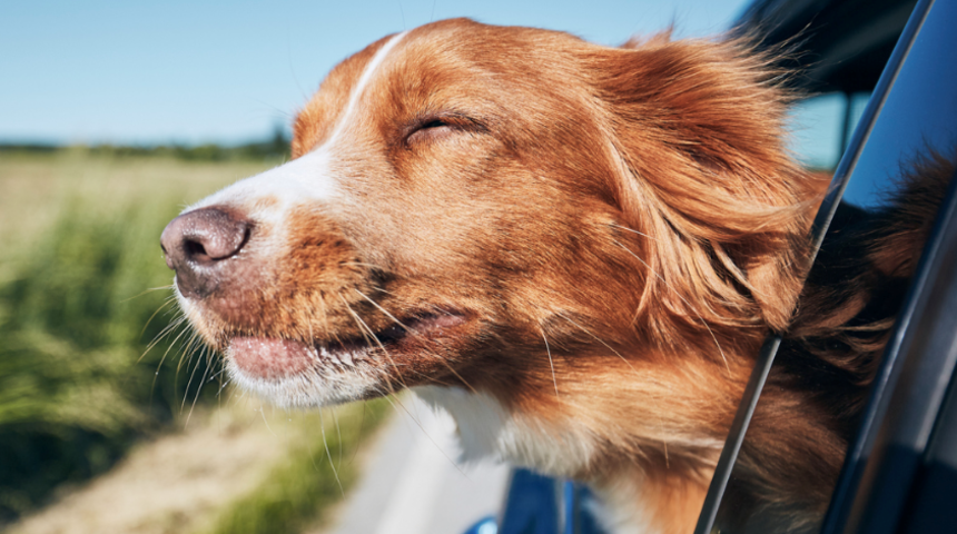 Cihaz &uuml;retildi: Artık evcil hayvanlarınız konuşacak!