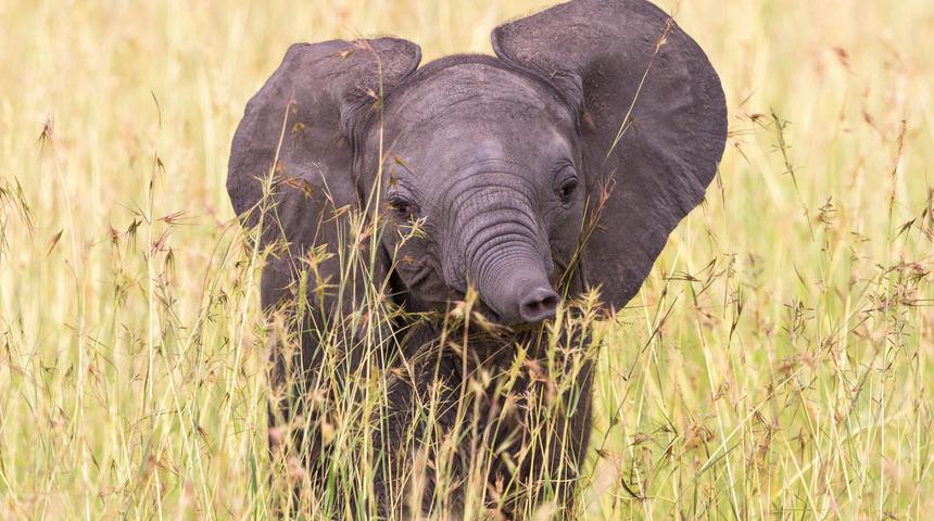 Kenya'da bebek fil sayısında patlama yaşandı