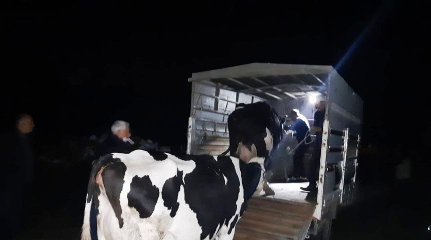 JASAT ara&ccedil; izlerini 7 saat takip etti, hayvan hırsızlarını yakaladı