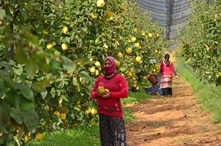 Tavas’ta ayva hasadı devam ediyor G1