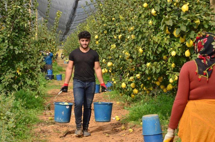 Tavas’ta ayva hasadı devam ediyor G2