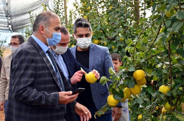 Tavas’ta ayva hasadı devam ediyor G3