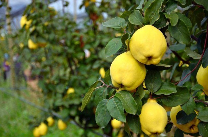 Tavas’ta ayva hasadı devam ediyor G4