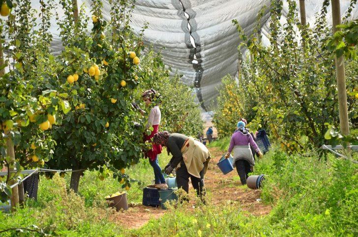 Tavas’ta ayva hasadı devam ediyor G5