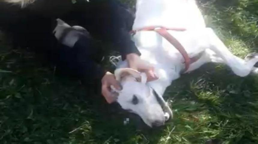 T&uuml;fekle vurulan k&ouml;peğine sarılarak b&ouml;yle feryat etti