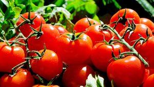 Rüyada domates yemek ne anlama gelir? Rüyada yeşil, yerli, organik domates yemek ne demek?
