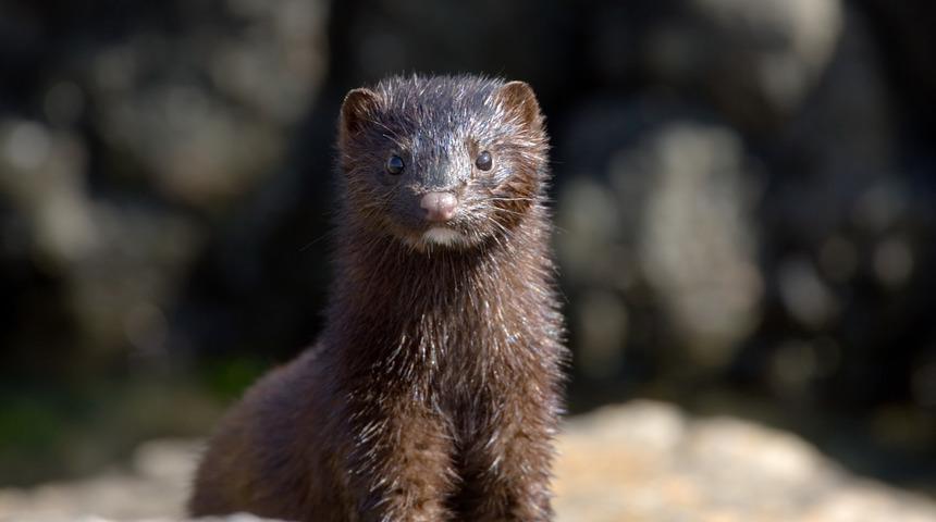 Danimarka'da &ccedil;iftliklerdeki t&uuml;m vizonlar mutasyona uğrayan Kovid-19 nedeniyle uyutulacak