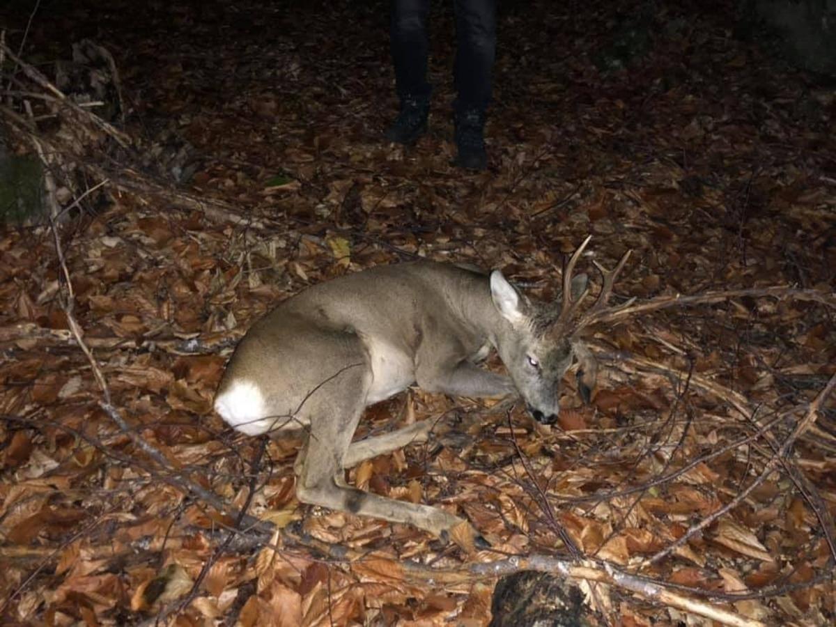 K&ouml;peklerin saldırdığı karaca tedavi edildi