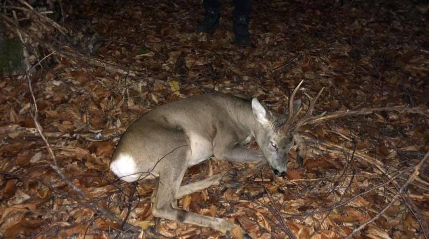 Bartın'da köpeklerin saldırdığı karaca tedavi edildi