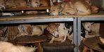Anyone who saw the house couldn't believe it!  They live with 164 dogs in a 30 square meter house