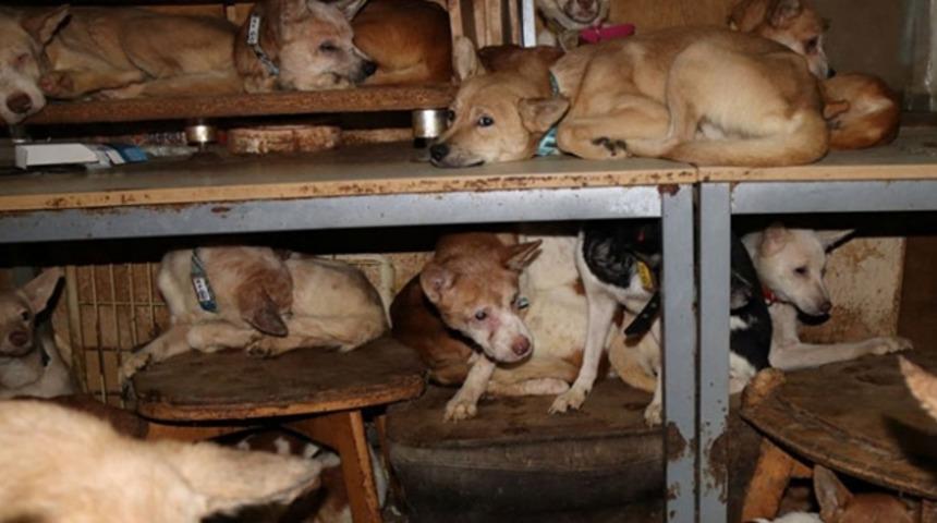 Evi g&ouml;ren g&ouml;zlerine inanamadı! 30 metrekarelik evde 164 k&ouml;pekle yaşıyorlar 