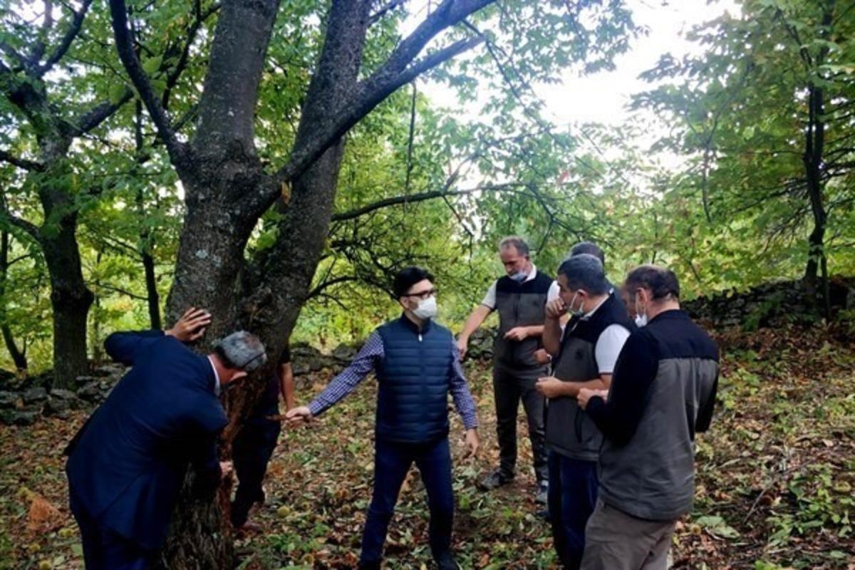 Kestane ormanlarında &rsquo;Kestane dal kanseri&rsquo; incelemesi