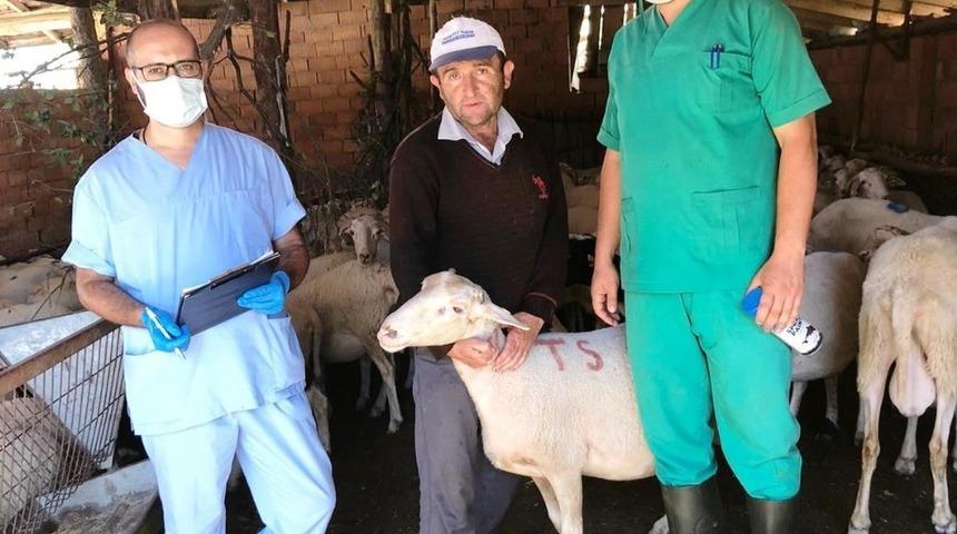 Tavşanlı&rsquo;da &ldquo;Pırlak Koyun Irkının Halk Elinde Islahı&rdquo; projesi