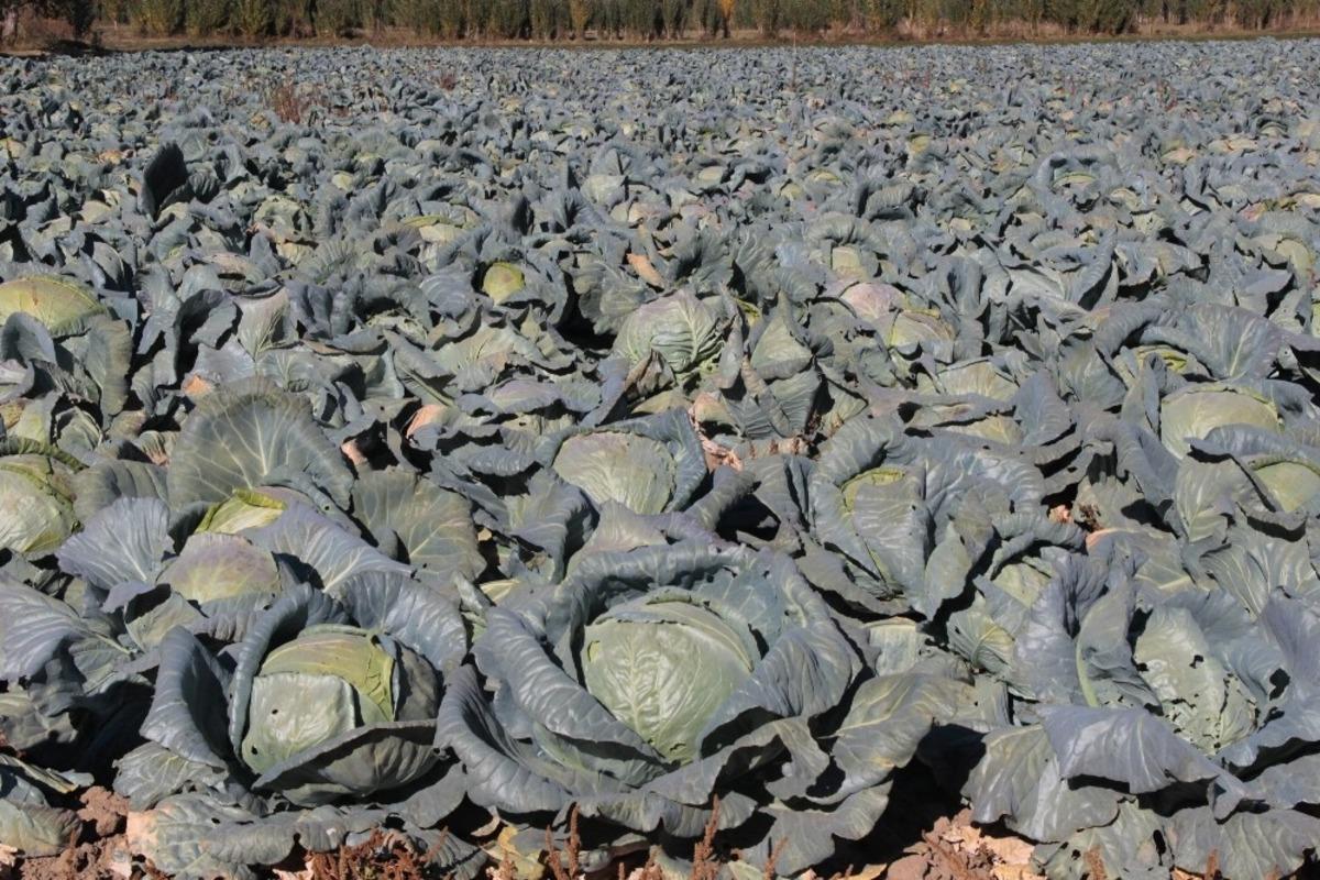 Erciş&rsquo;te yetiştirilen lahana b&ouml;lgenin ihtiyacını karşılıyor