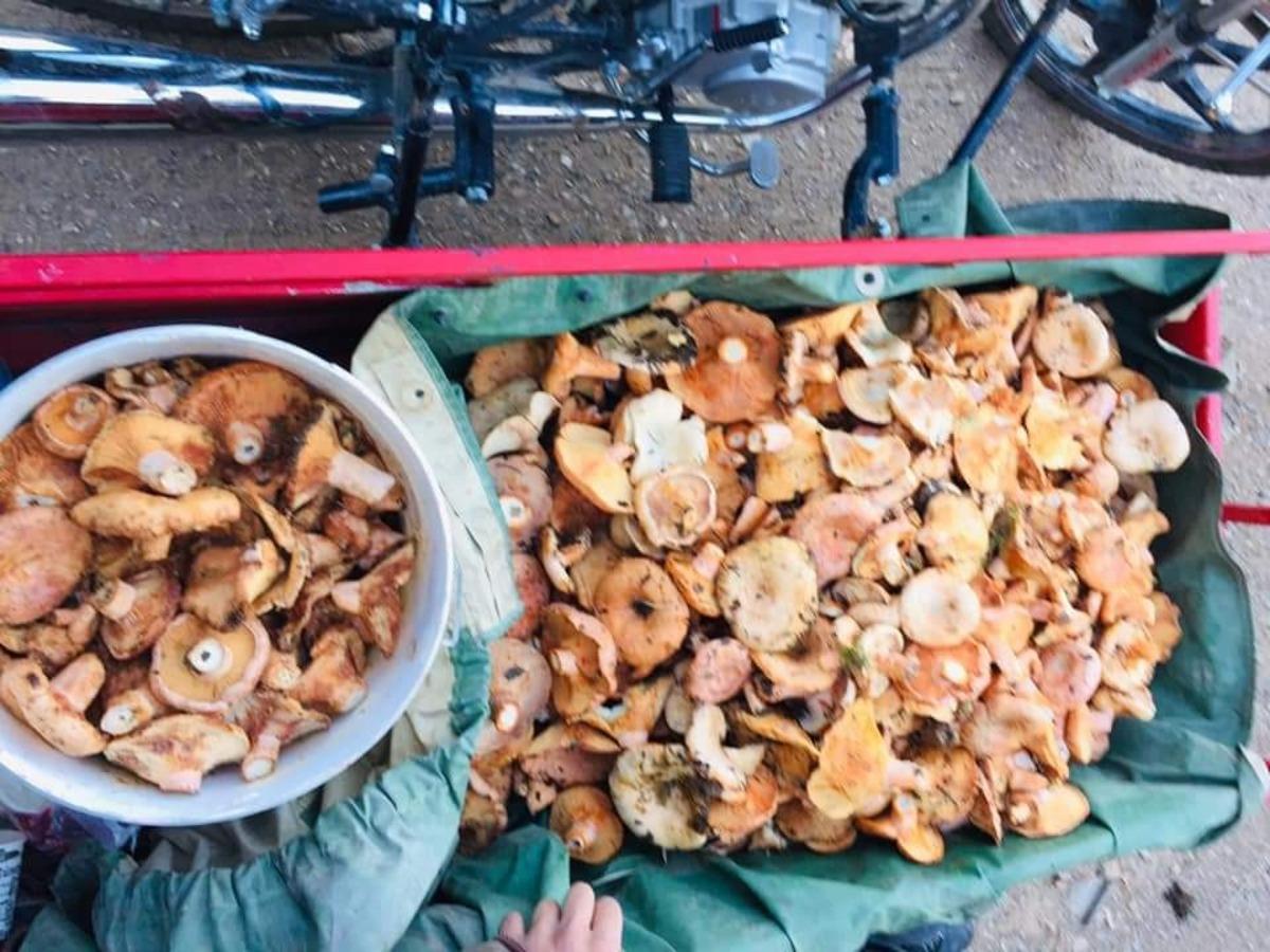 Denizli&rsquo;de vatandaşlar mantar toplamaya başladı