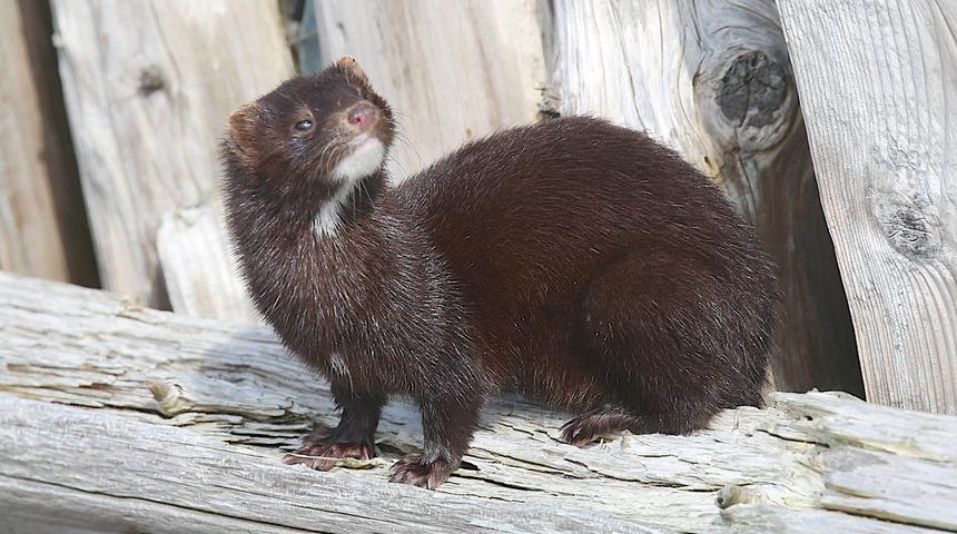 Danimarka &uuml;lkedeki t&uuml;m vizonları itlaf edecek!