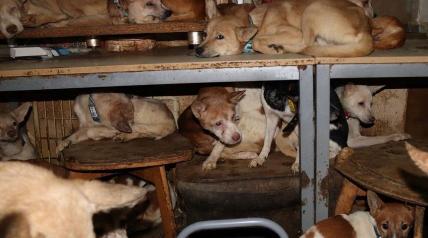 30 metrekarelik evde 164 köpek ile yaşıyorlar