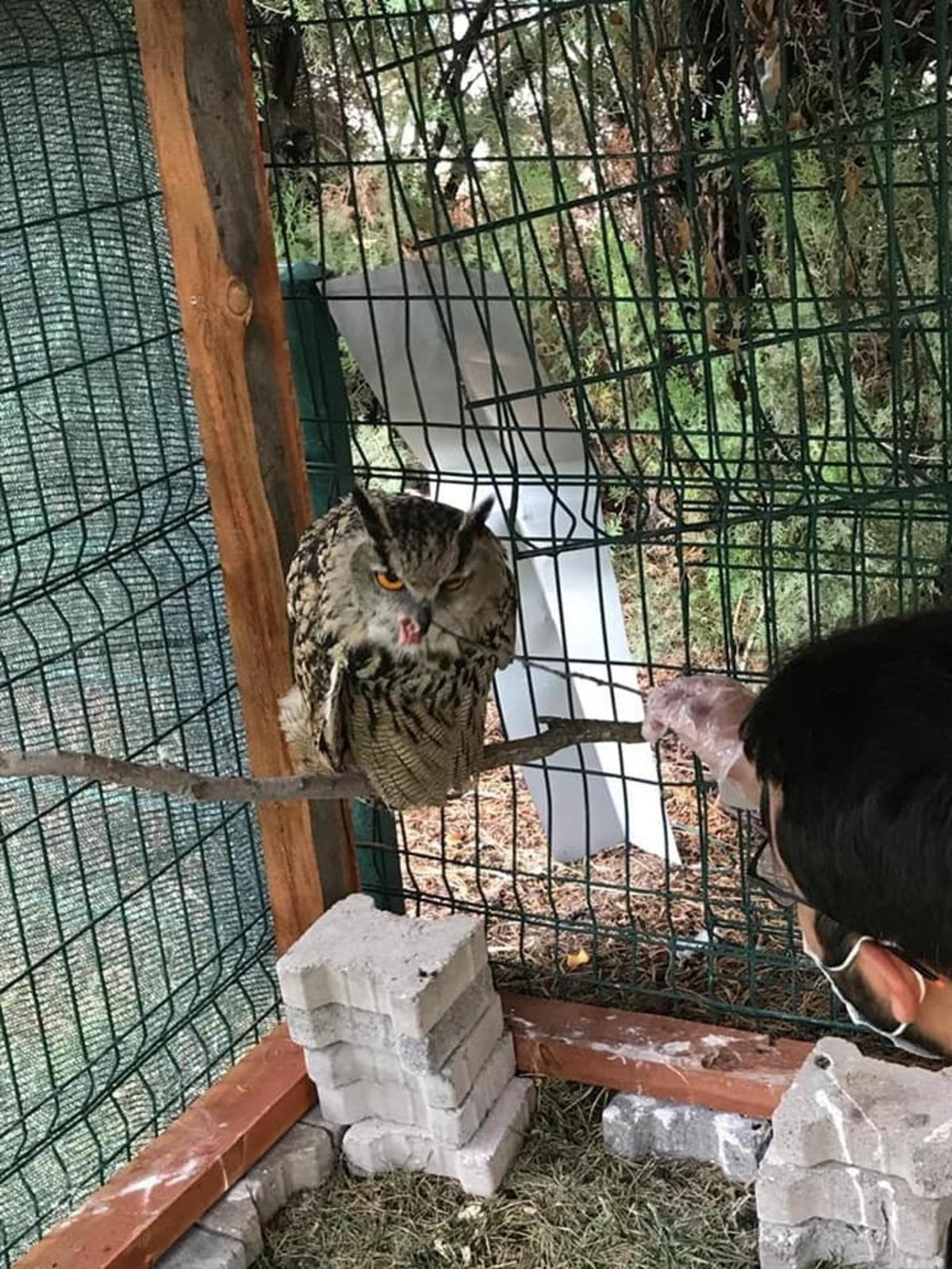 Yaralı bulundu, tedaviye alındı