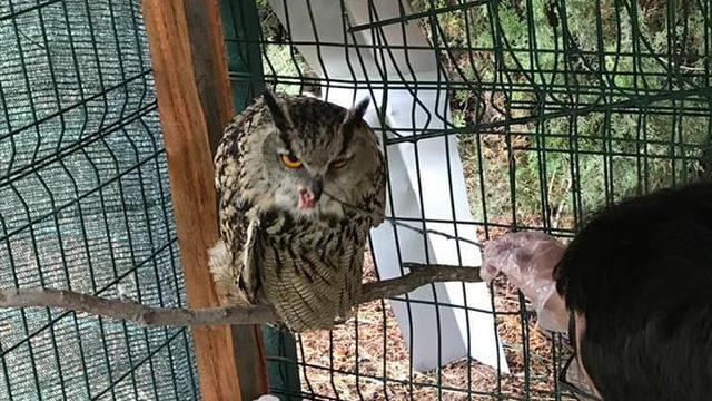 Yaralı bulundu, tedaviye alındı