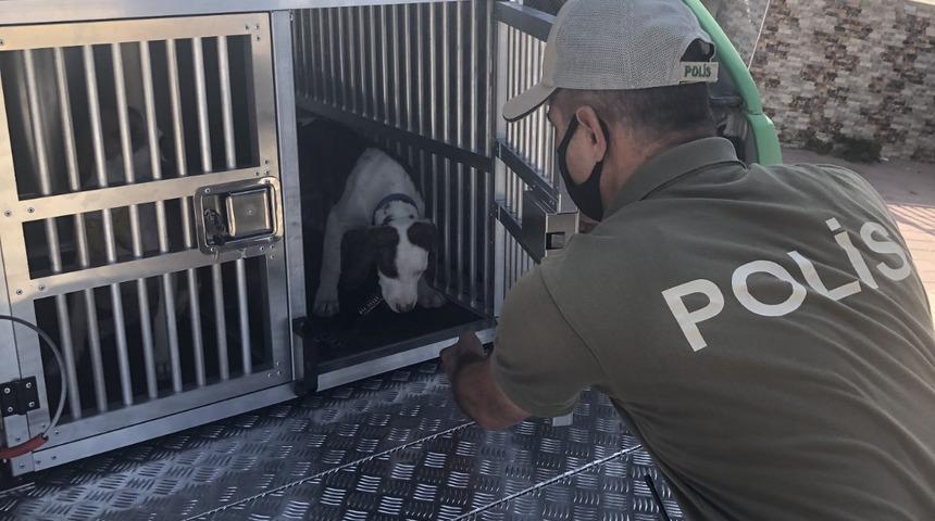 Adana'da 'pitbull' operasyonu