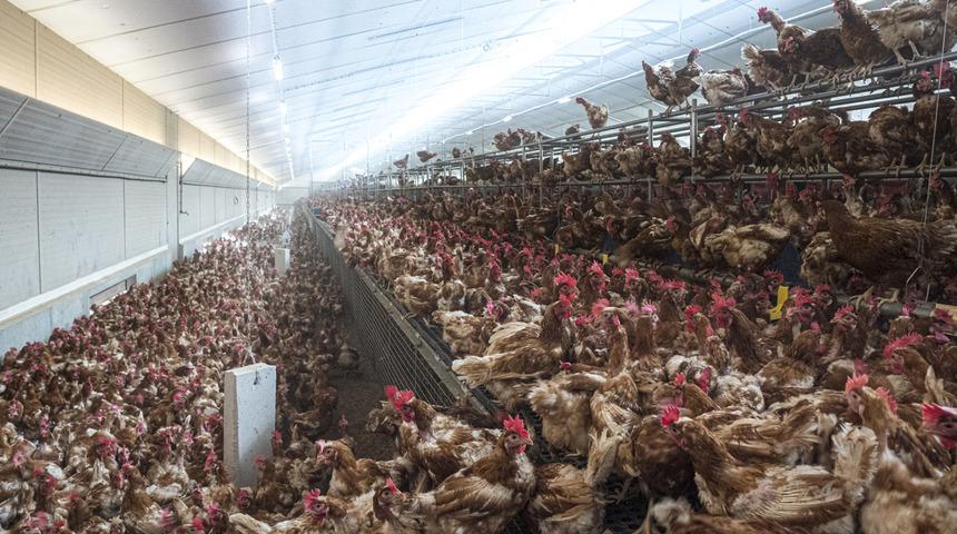 Kuş gribi hortladı: 330 bin tavuk itlaf edilecek!