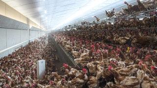 Kuş gribi hortladı: 330 bin tavuk itlaf edilecek!