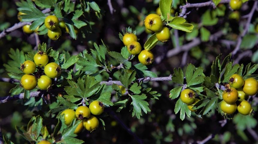 Alı&ccedil; nedir? Alı&ccedil;ın faydaları neler? - Alı&ccedil;ın yararları
