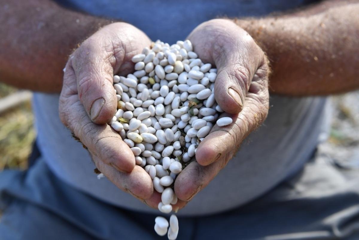 Konyaaltı&rsquo;nın &Ccedil;andır Fasulyesi hazır
