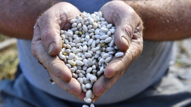 Konyaaltı’nın Çandır Fasulyesi hazır