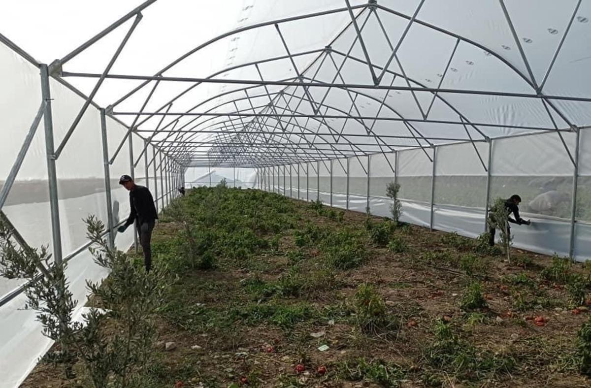 B&uuml;y&uuml;kşehirle seracılık gelişiyor, &uuml;reticiler kazanıyor