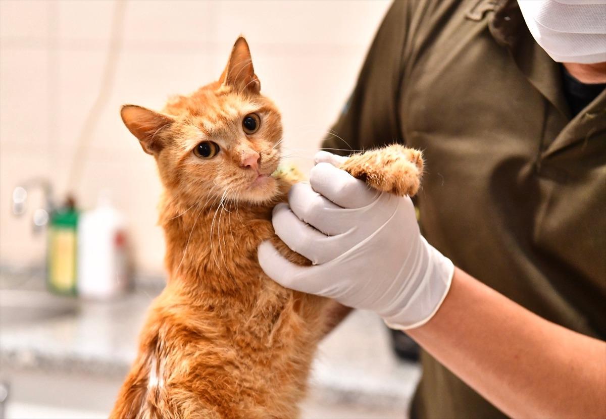 İzmir'de enkazdan kurtarılan 14 kedinin tedavisi devam ediyor