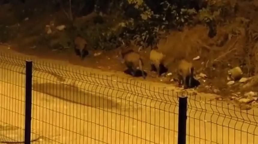 Aç kalan domuzlar mahalleyi bastı