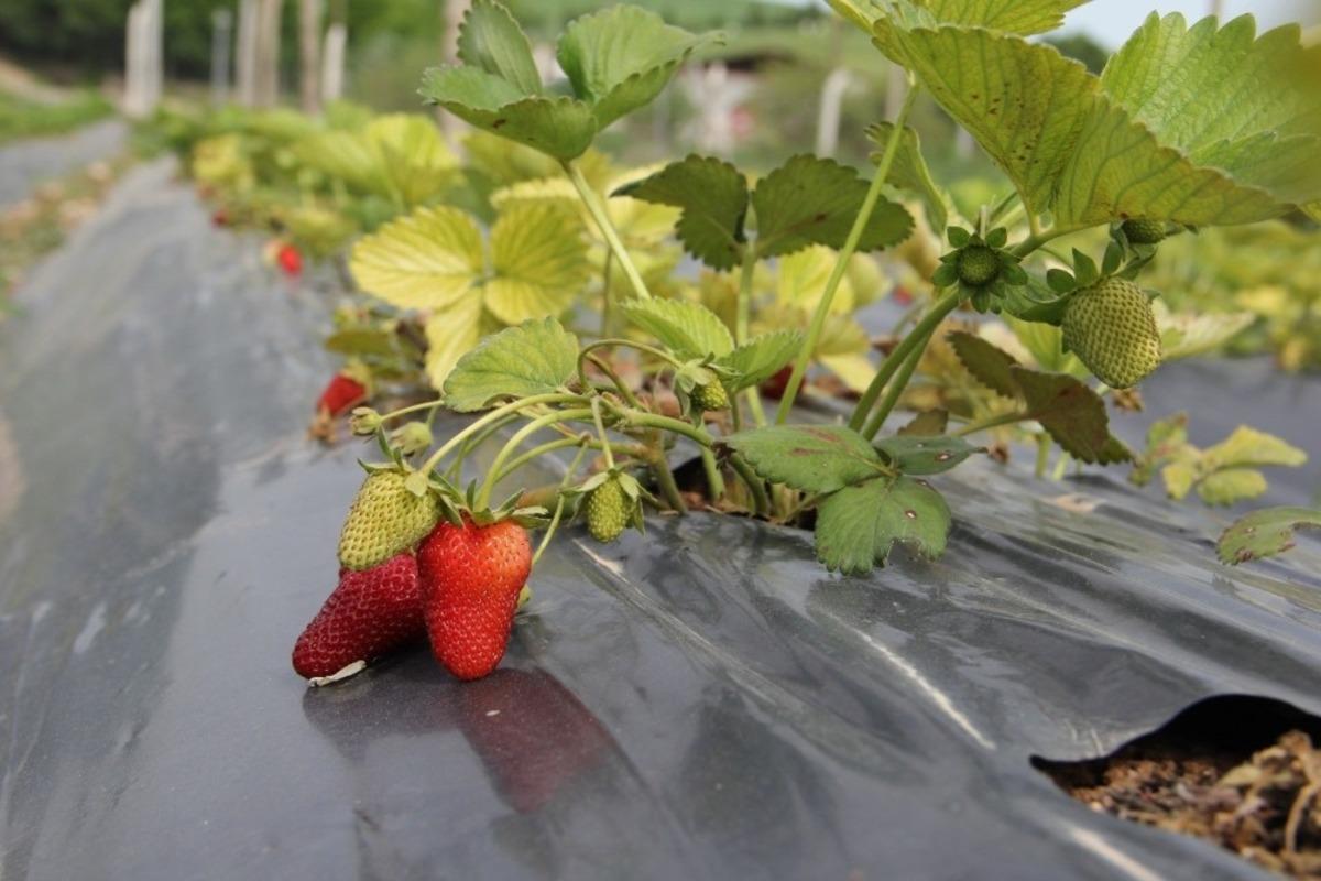Giresun&rsquo;da &ccedil;ilek &uuml;retimi y&uuml;z g&uuml;ld&uuml;rd&uuml;
