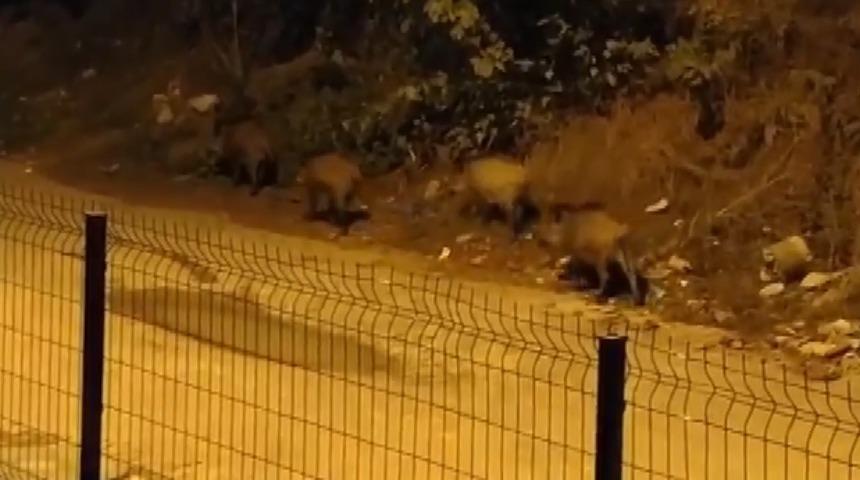 Gören telefonuna sarıldı! Sürü halinde geldiler