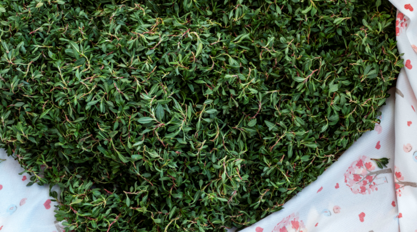 Şifa dağıtıyor! Sofraların vazgeçilmezi madımak şimdi de sabun oldu