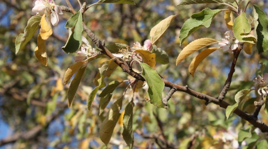 Gören şaşkına döndü! Kasım ayında çiçek açtı