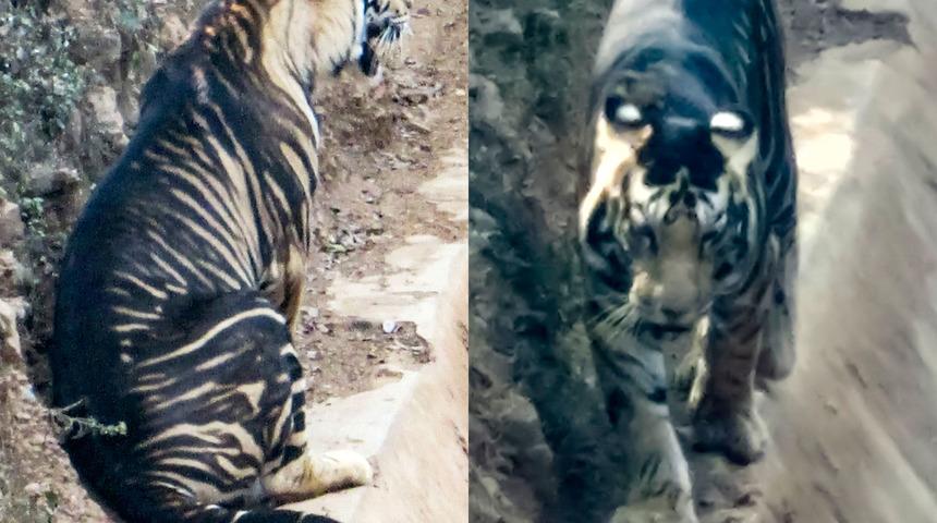 Dünyada sadece altı tane var! İlk kez fotoğraflandı