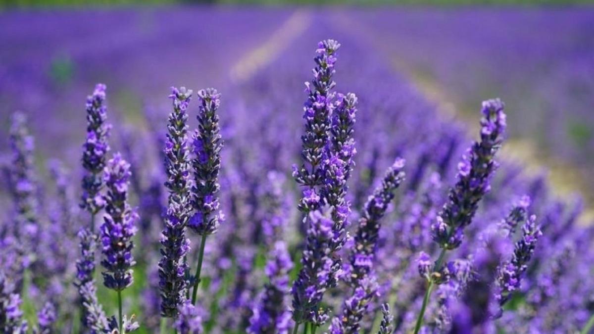 D&uuml;zce&rsquo;de &uuml;retilen &ccedil;i&ccedil;ekler ekonomiye katkı sağlıyor