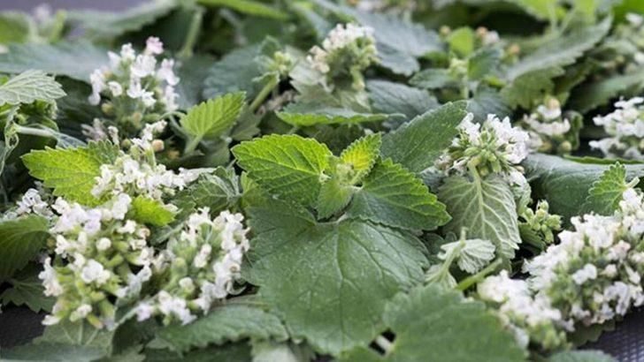 Düzce’de üretilen çiçekler ekonomiye katkı sağlıyor G2