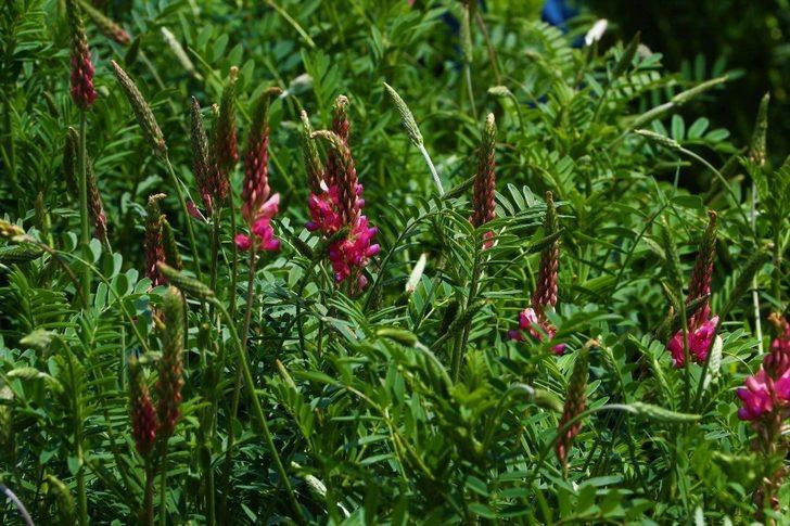 Düzce’de üretilen çiçekler ekonomiye katkı sağlıyor G3