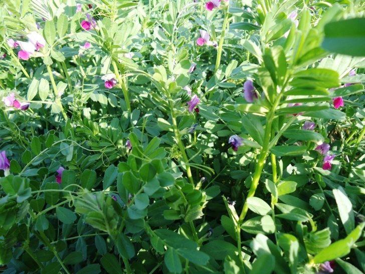 Düzce’de üretilen çiçekler ekonomiye katkı sağlıyor G4