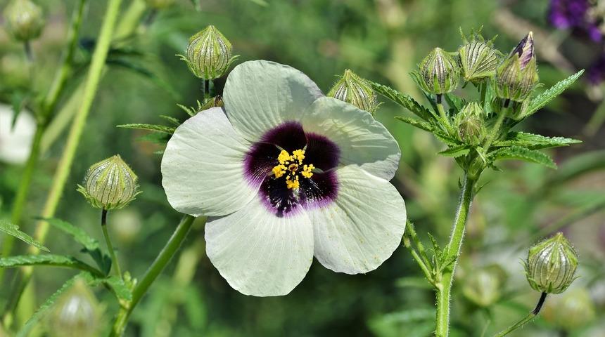 Hatmi çiçeği nedir? Hatmi çiçeğinin faydaları