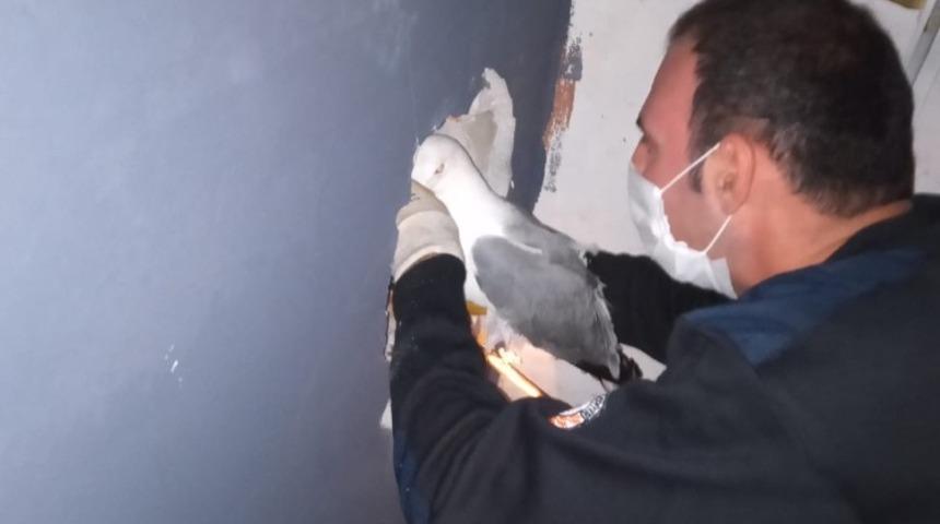 Mantı&rsquo;yı kurtarmak i&ccedil;in duvarı deldiler