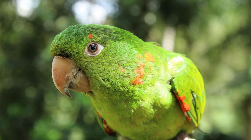 Kahraman papağan, sahibini yangından kurtardı