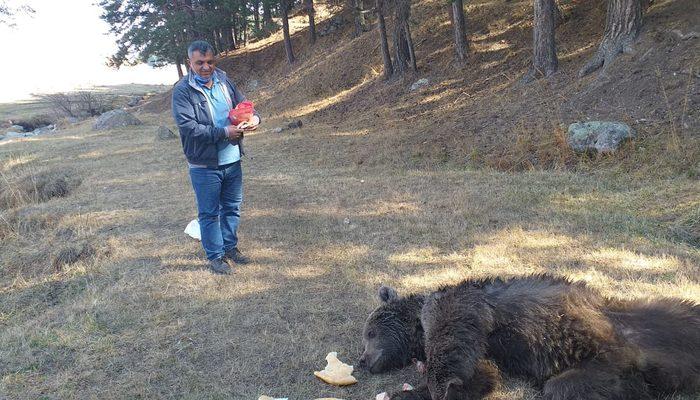 Kars'ta dikkat çeken görüntü! Yaralı boz ayıyı tavuk eti ile beslemeye çalıştılar