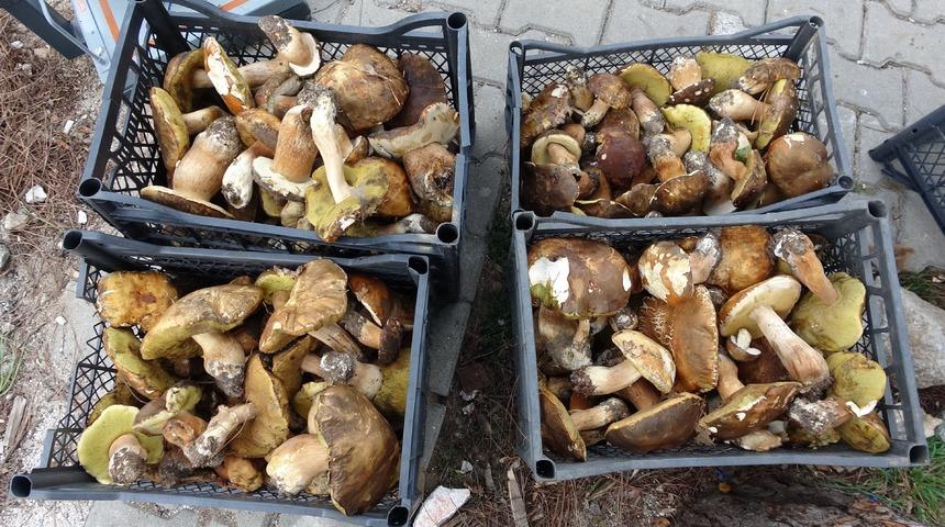 Ayı mantarı köylünün gelir kapısı oldu! Kilosu 25 lira