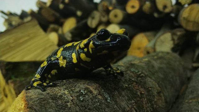 Koruma altındaki ’Benekli Semenderler’ Erzincan’da görüntülendi